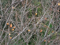 cantara gurneDiospyros kaki 23122011 063